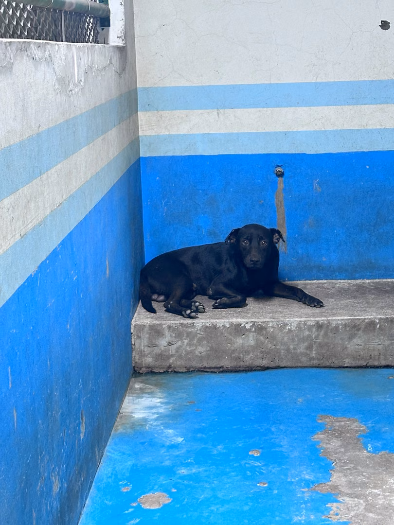 The dog, from the shelter's listing