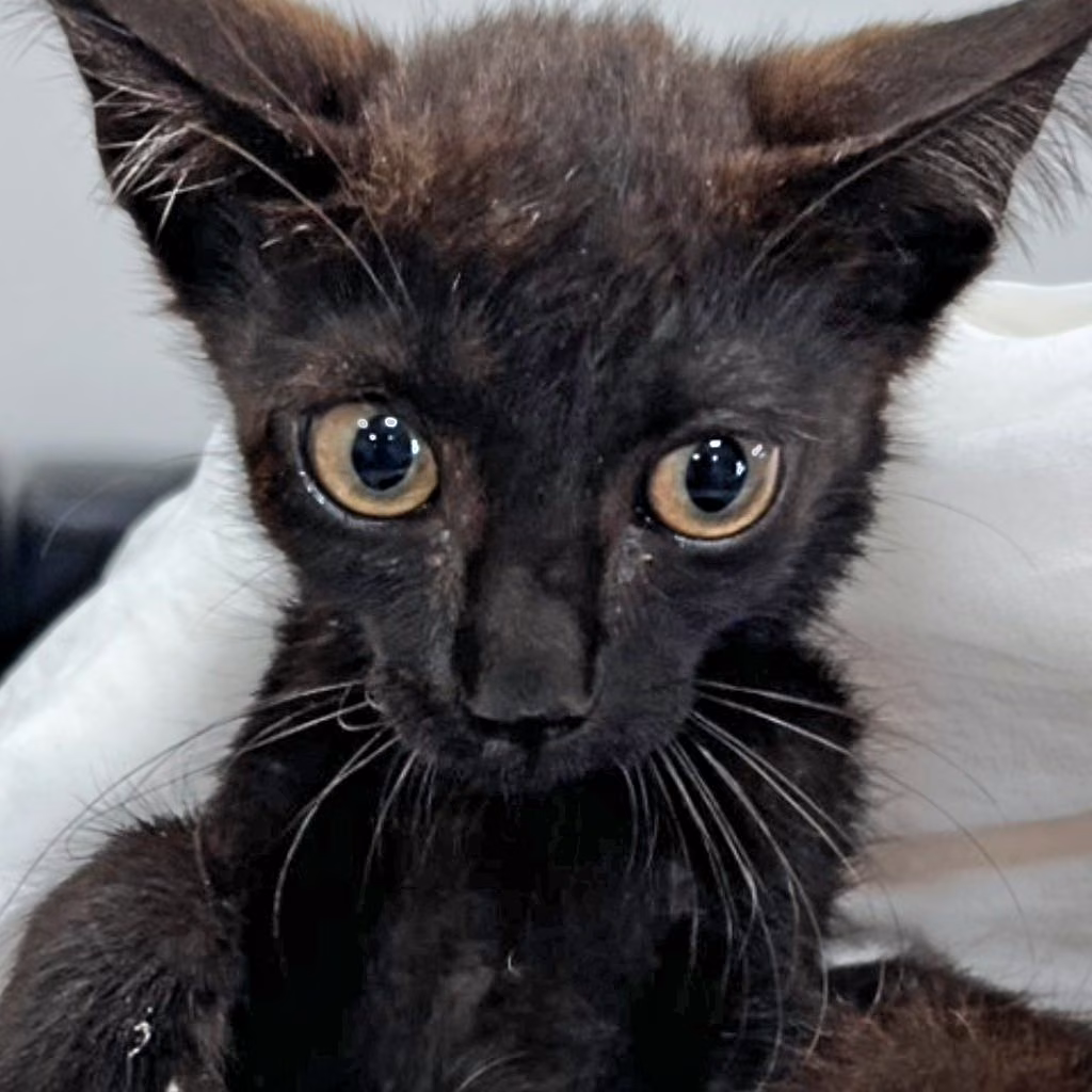 The cat, from the shelter's listing
