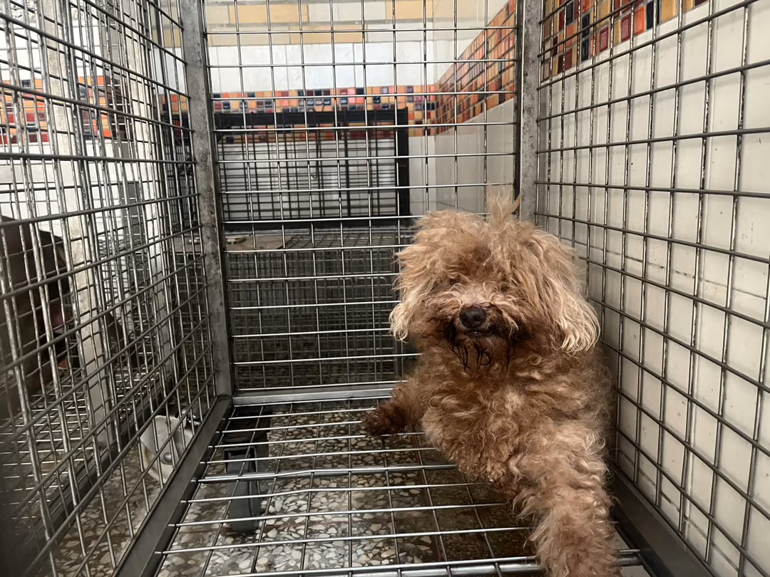 The dog, from the shelter's listing