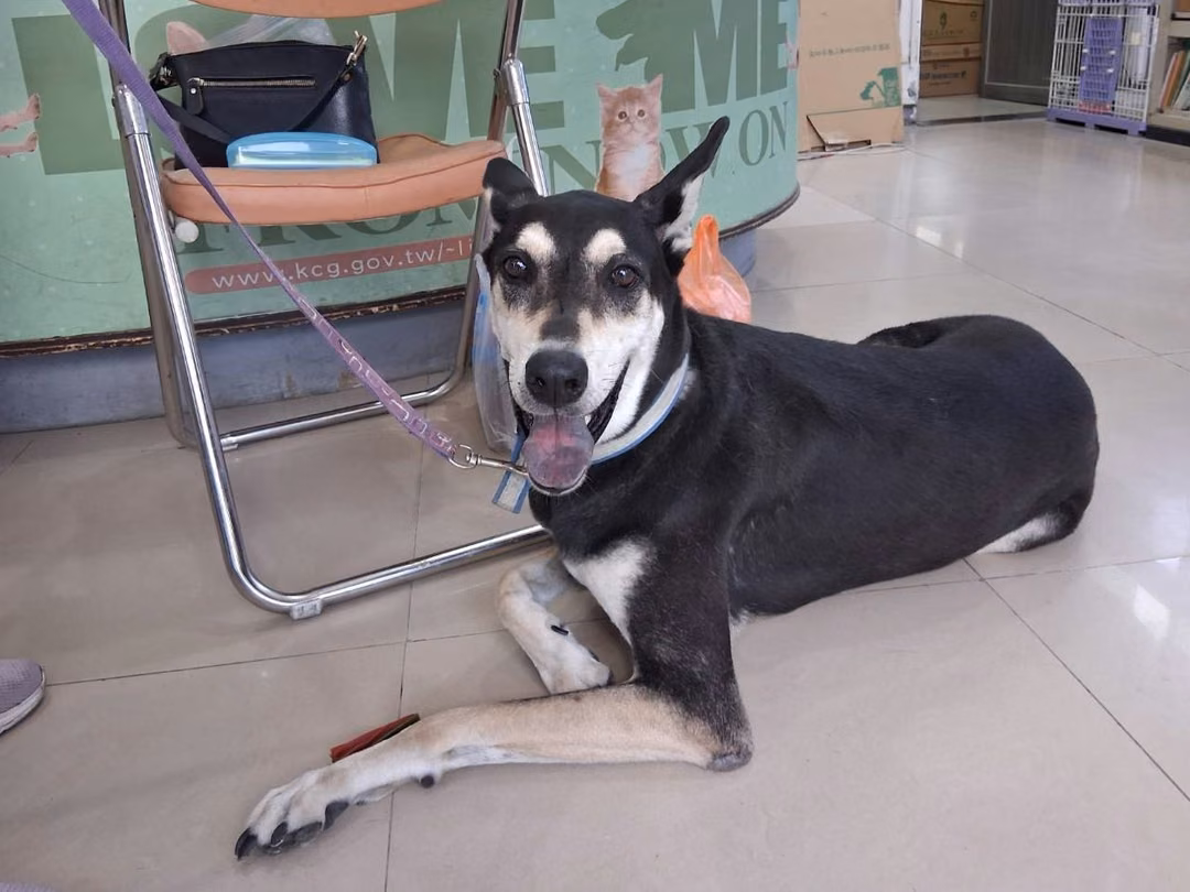 The dog, from the shelter's listing