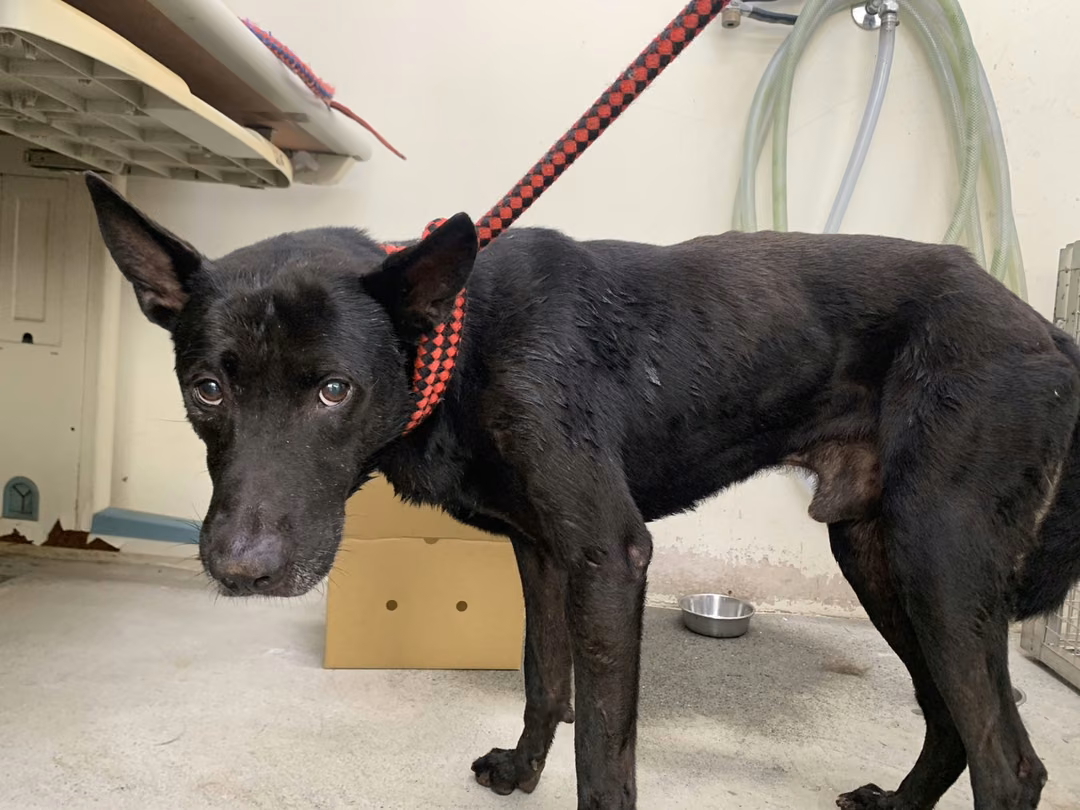 The dog, from the shelter's listing