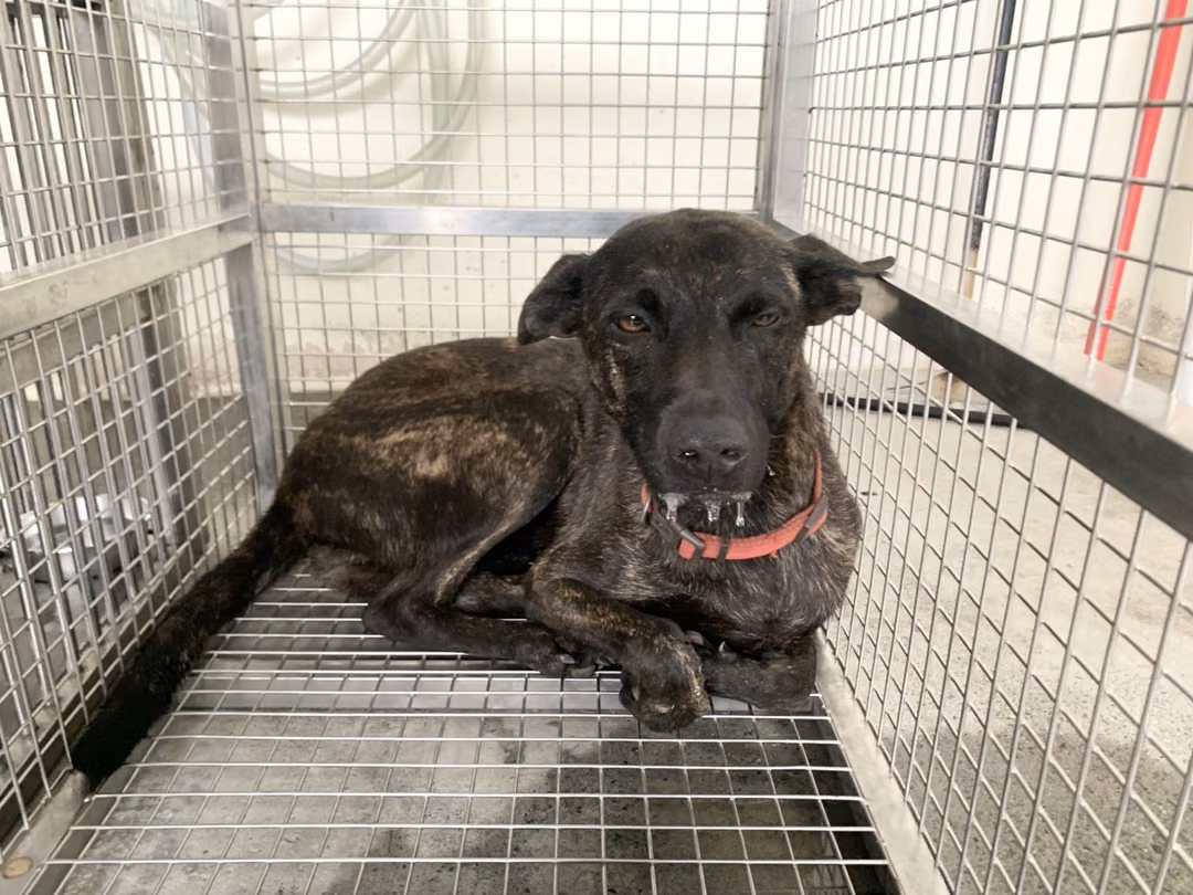 The dog, from the shelter's listing