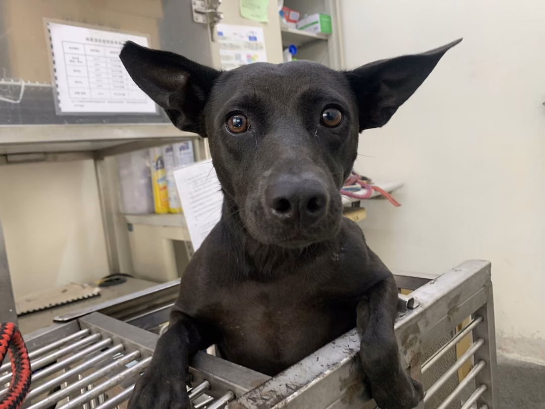 The dog, from the shelter's listing