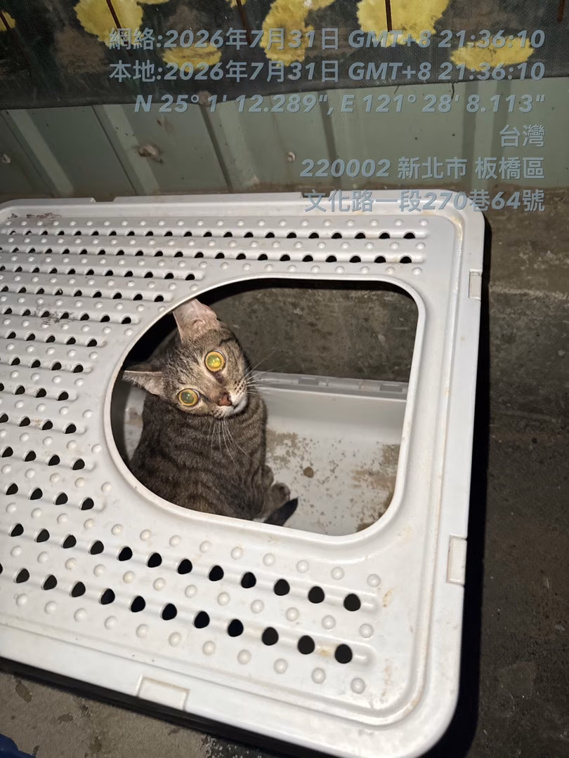 The cat, from the shelter's listing