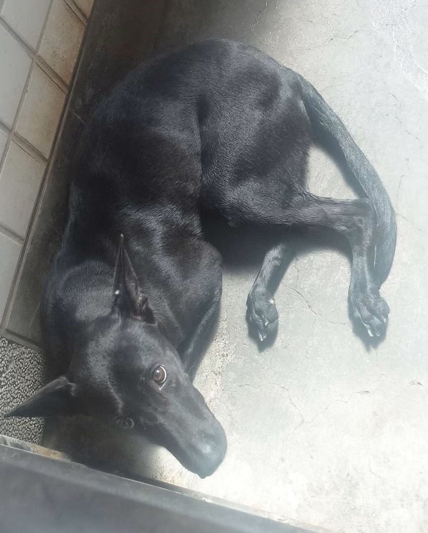The dog, from the shelter's listing
