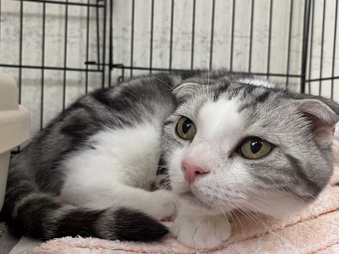 The cat, from the shelter's listing