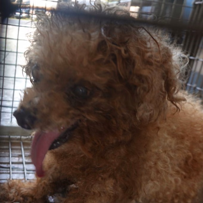 The dog, from the shelter's listing