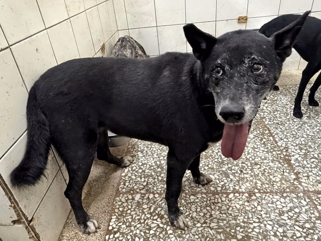 The dog, from the shelter's listing