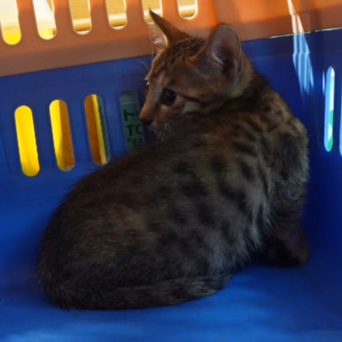 The cat, from the shelter's listing