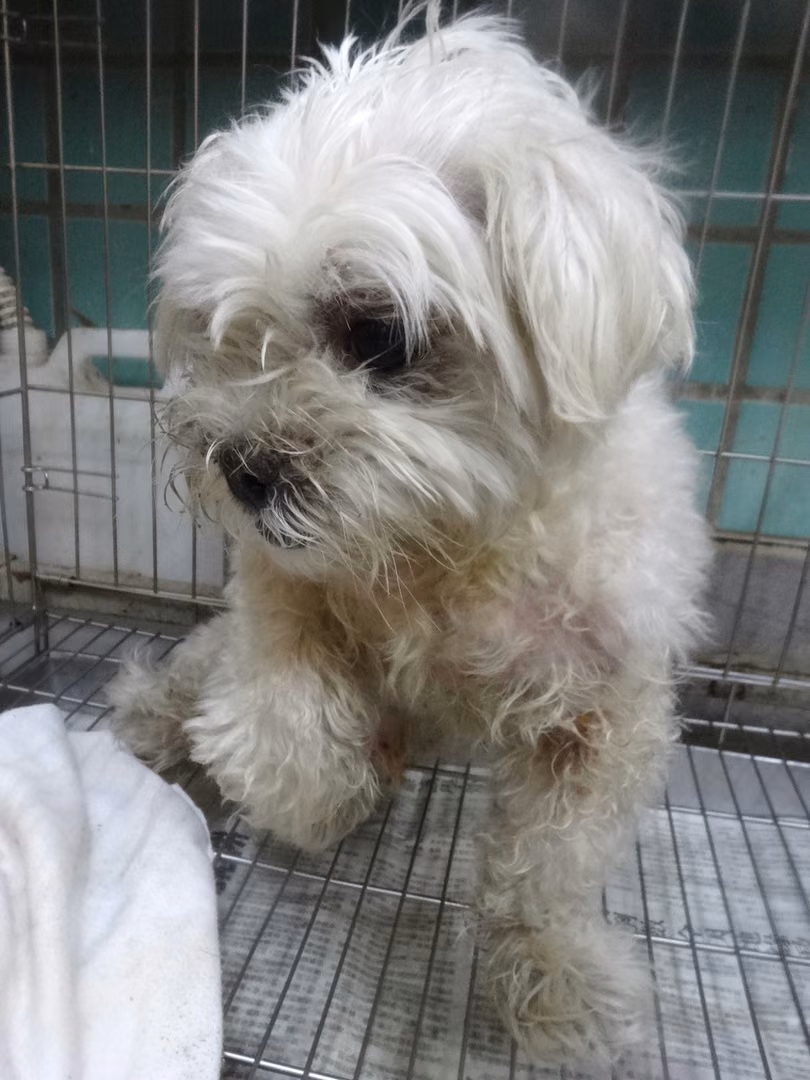 The dog, from the shelter's listing