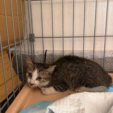 The cat, from the shelter's listing