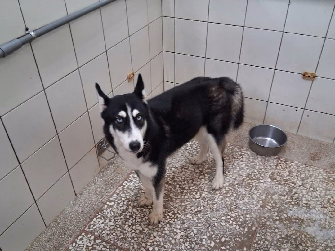 The dog, from the shelter's listing