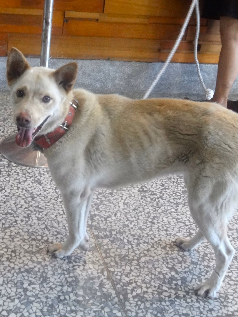 The dog, from the shelter's listing