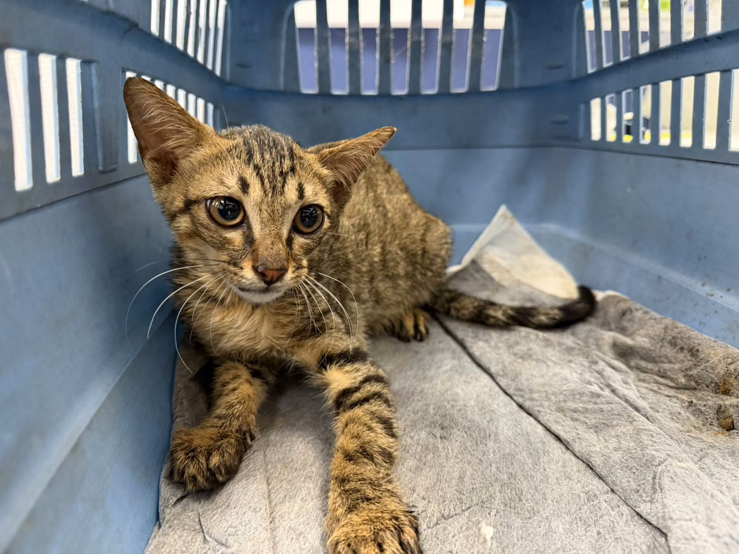 The cat, from the shelter's listing