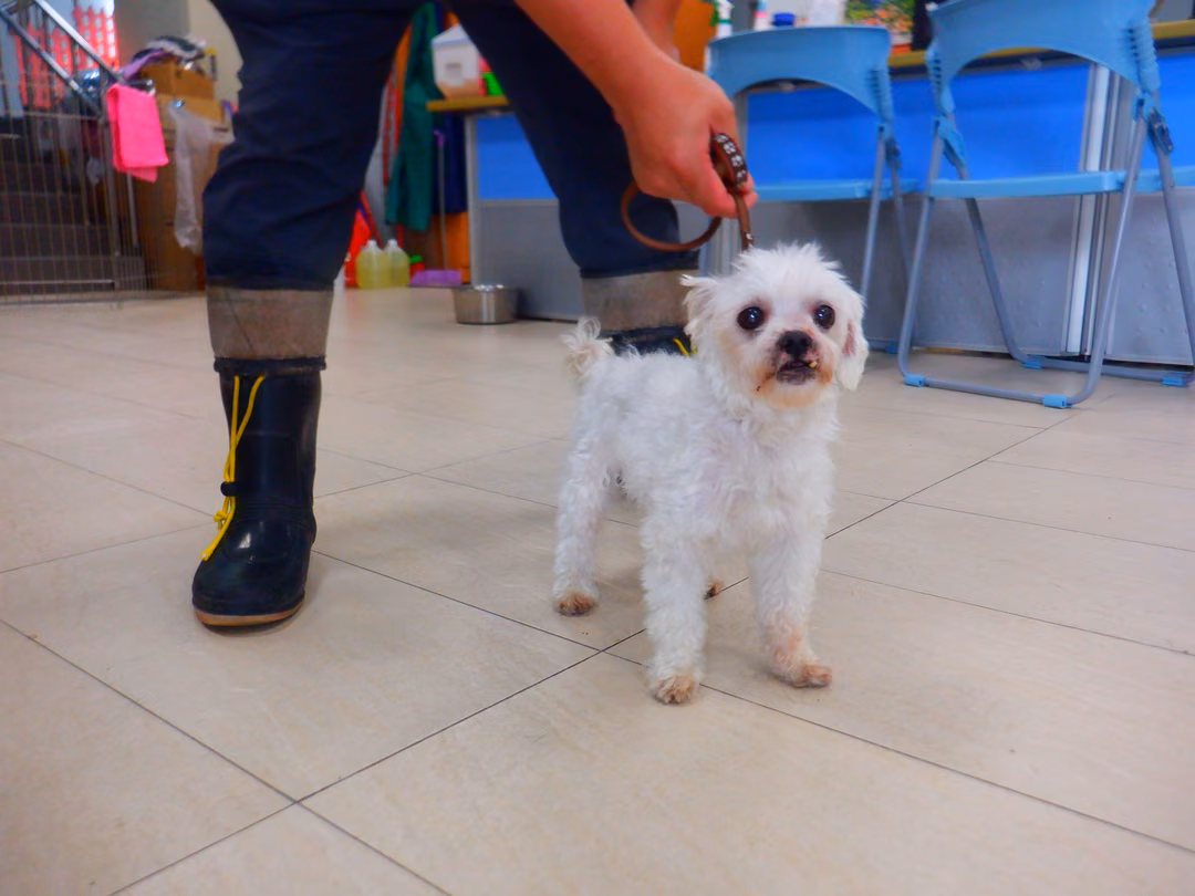 The dog, from the shelter's listing