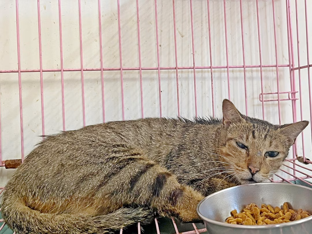 The cat, from the shelter's listing