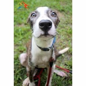 The dog, from the shelter's listing