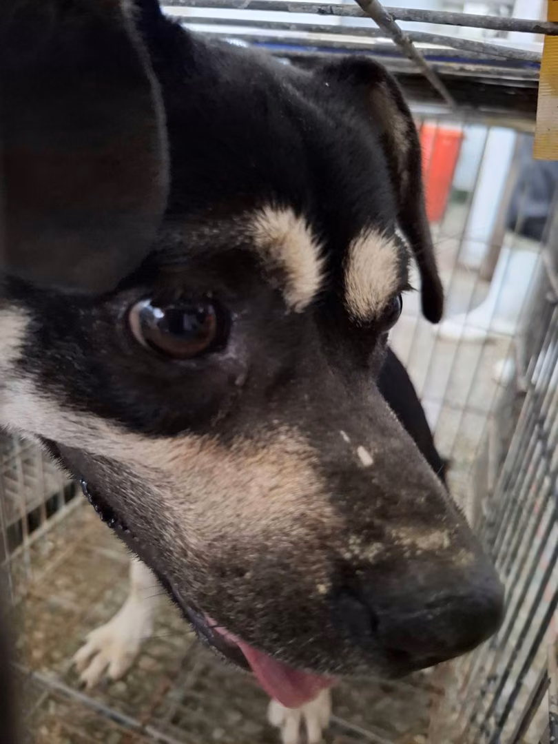 The dog, from the shelter's listing