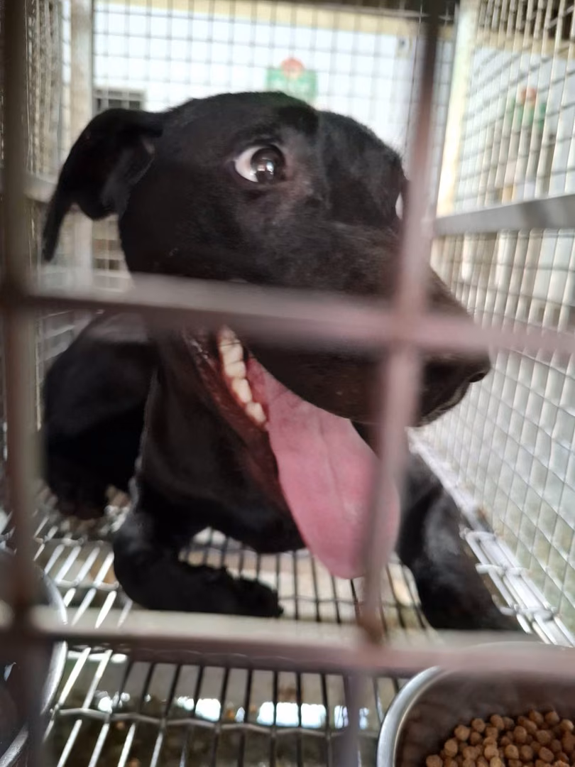 The dog, from the shelter's listing
