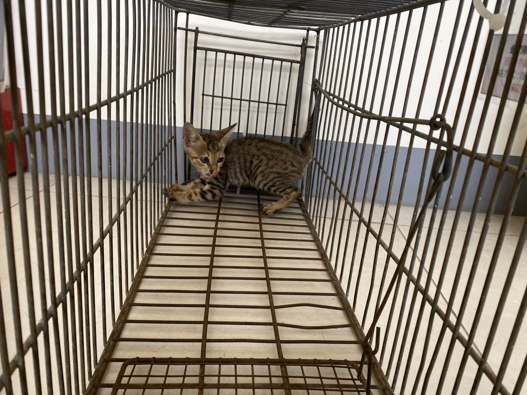 The cat, from the shelter's listing
