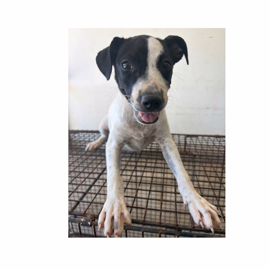 The dog, from the shelter's listing