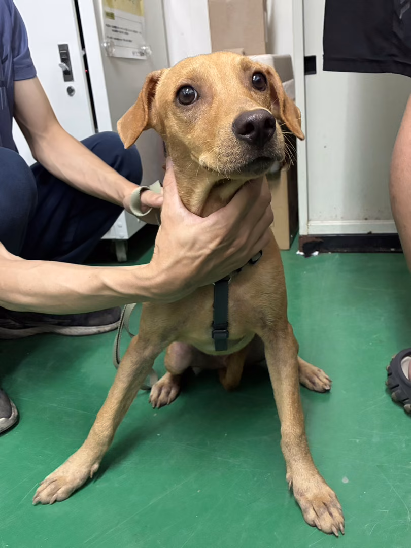 The dog, from the shelter's listing