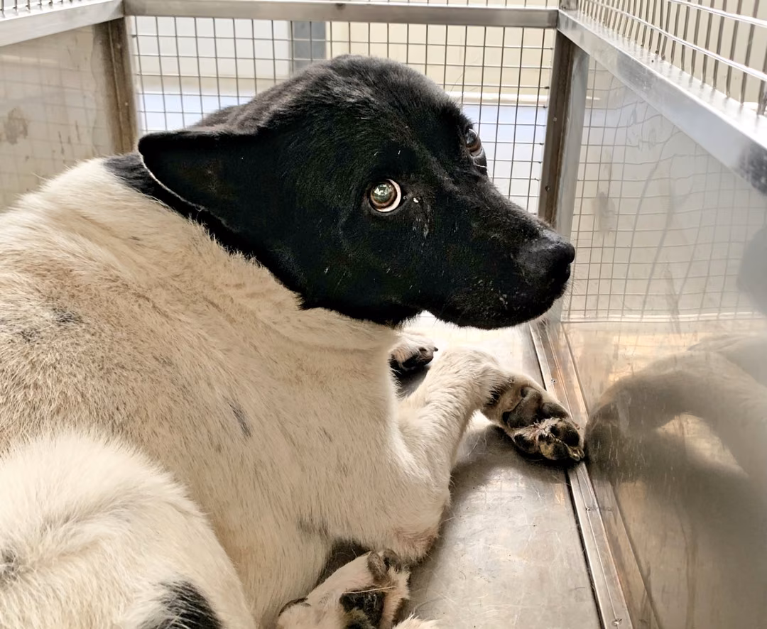 The dog, from the shelter's listing