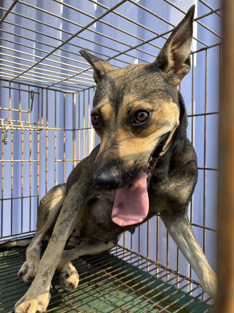 The dog, from the shelter's listing