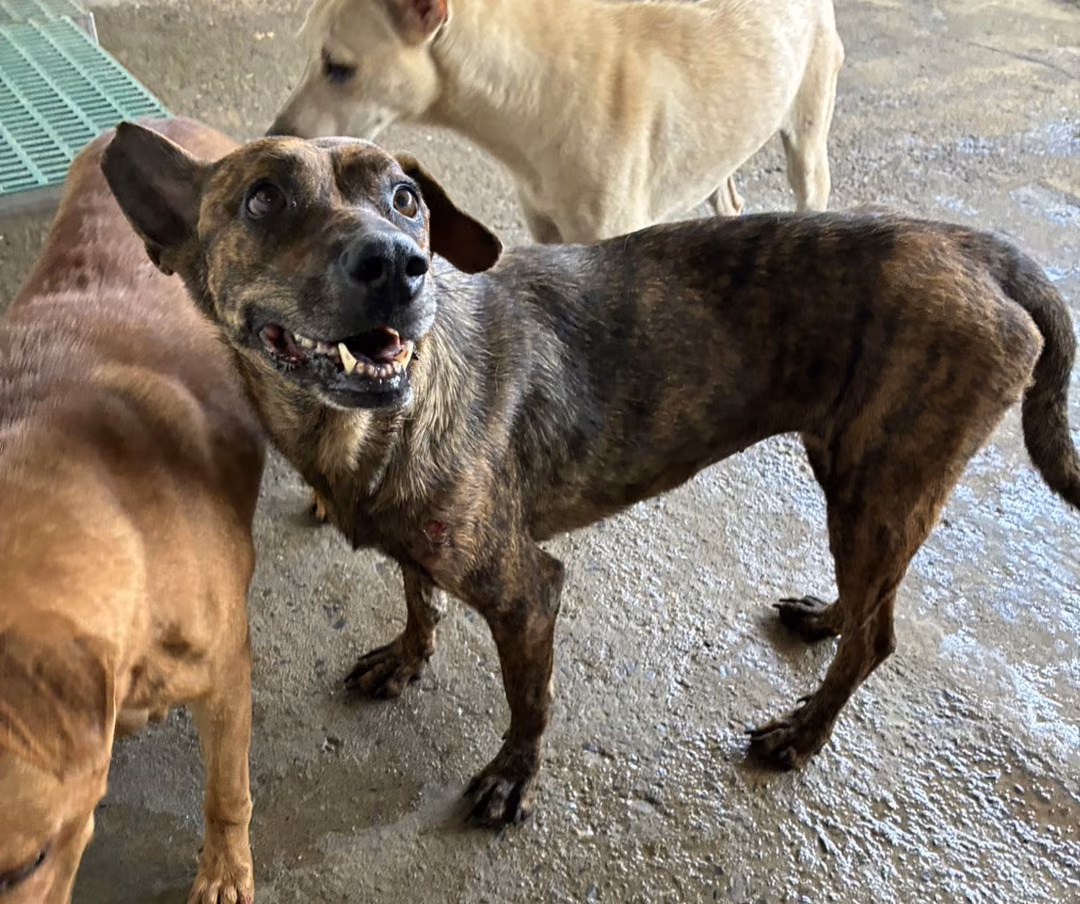 The dog, from the shelter's listing