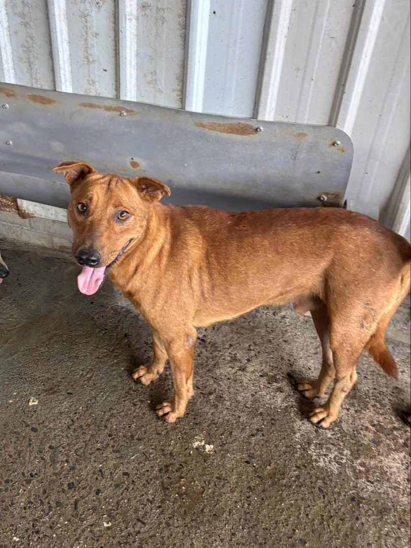 The dog, from the shelter's listing