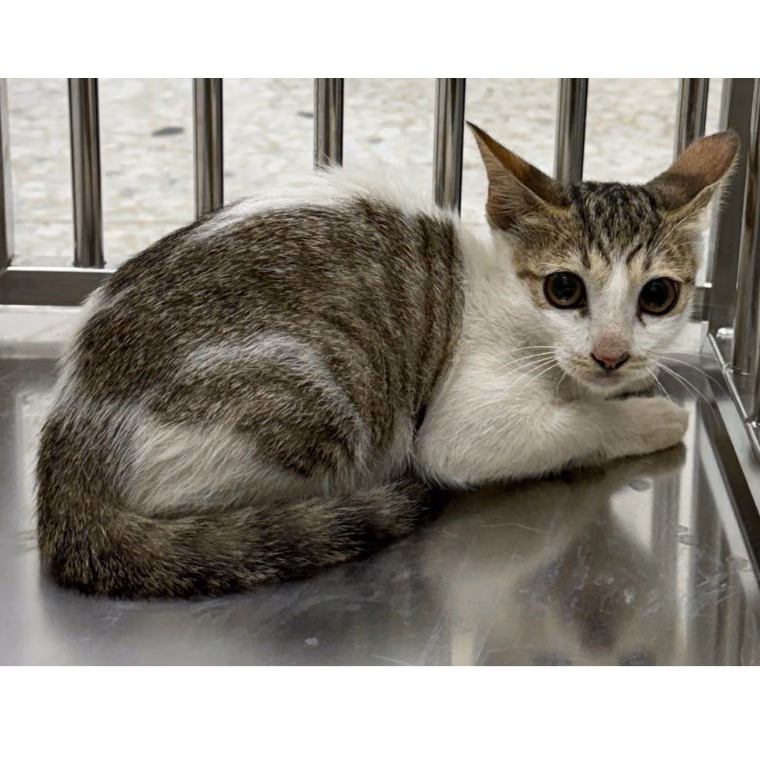 The cat, from the shelter's listing