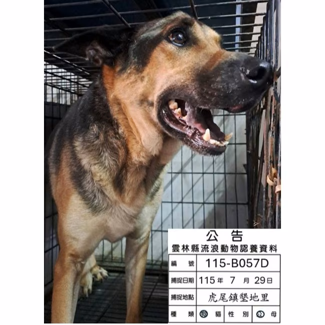 The dog, from the shelter's listing