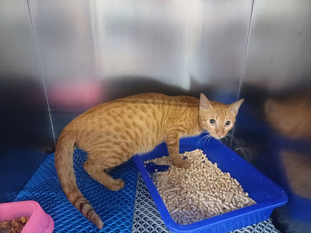The cat, from the shelter's listing