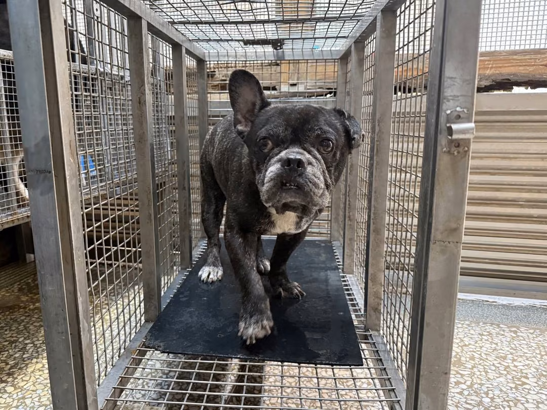 The dog, from the shelter's listing