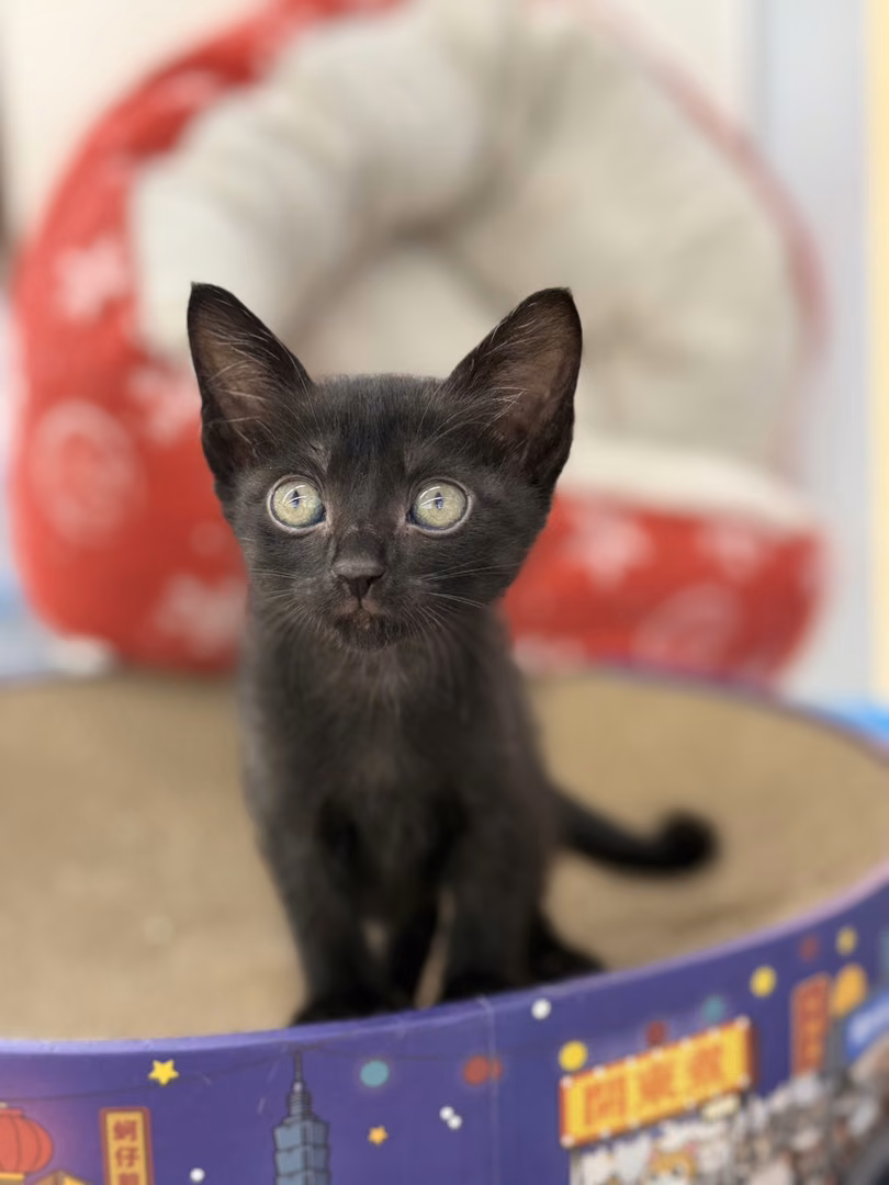 The cat, from the shelter's listing