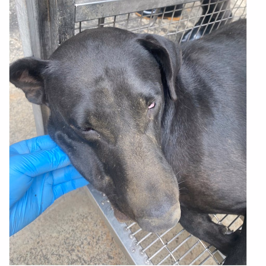 The dog, from the shelter's listing