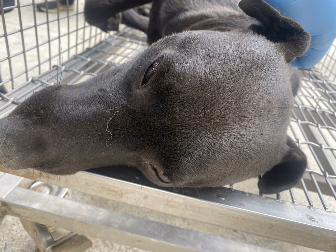 The dog, from the shelter's listing