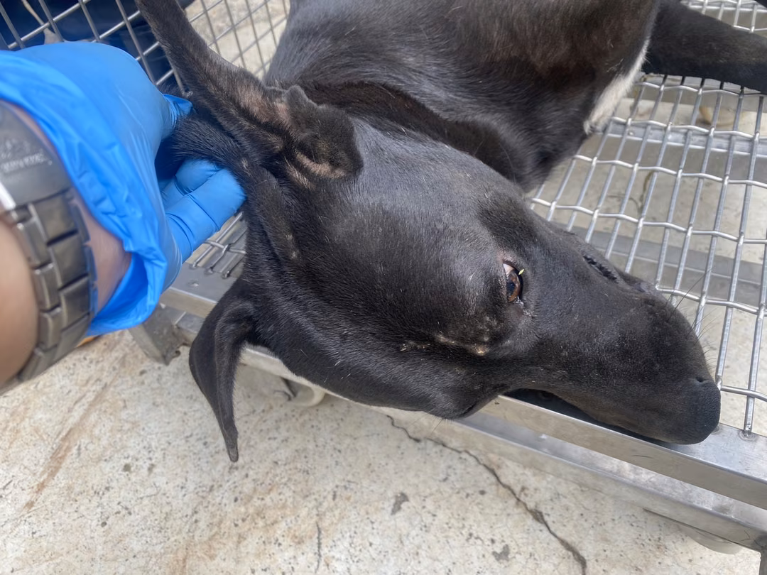 The dog, from the shelter's listing