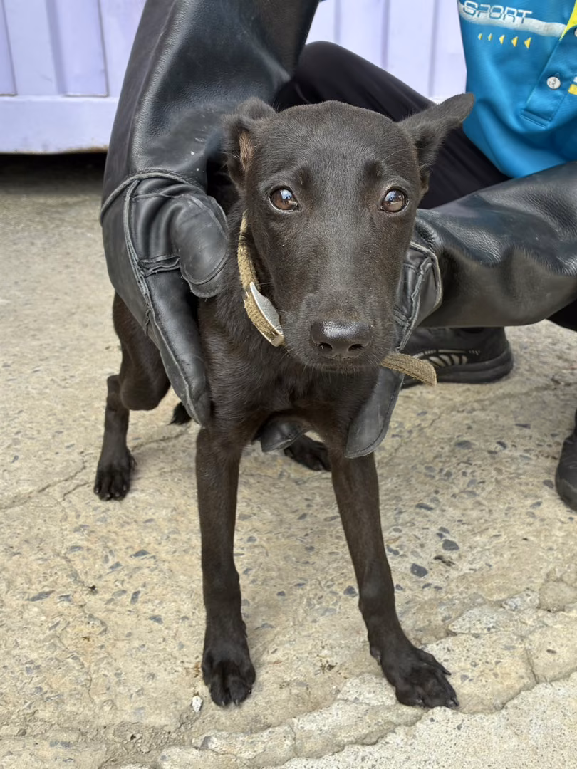 The dog, from the shelter's listing