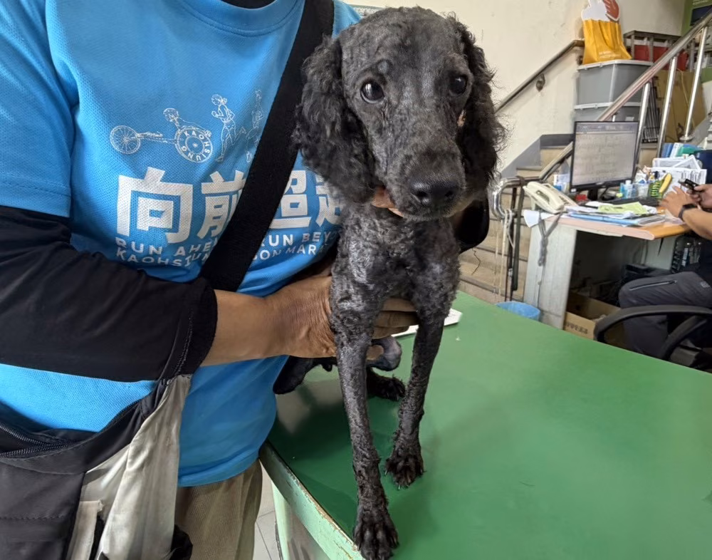The dog, from the shelter's listing