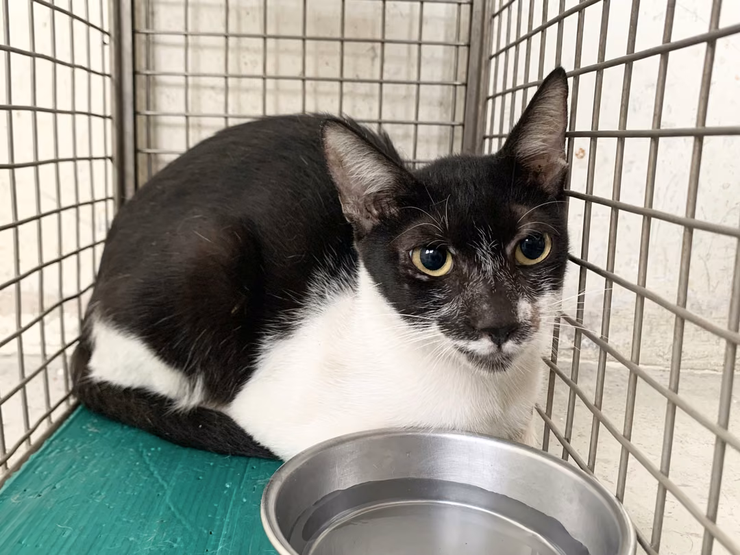 The cat, from the shelter's listing