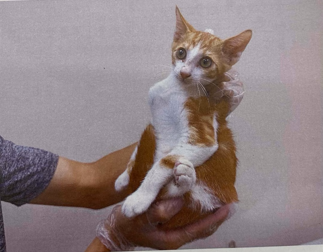 The cat, from the shelter's listing