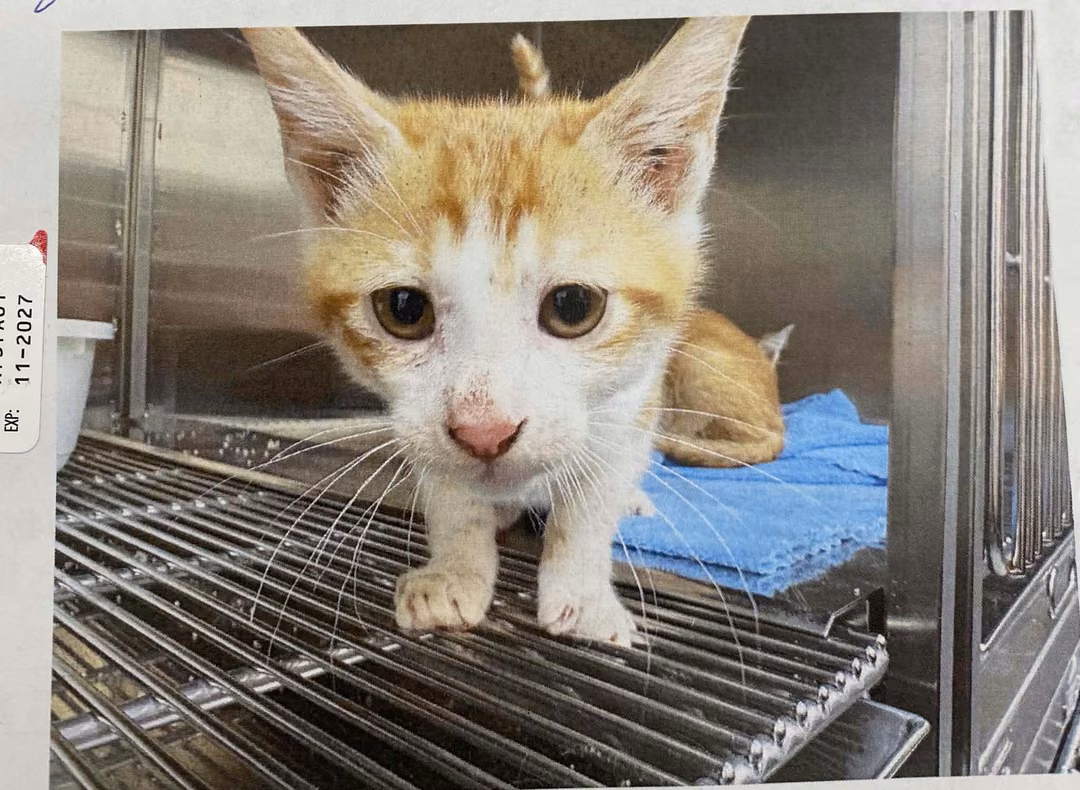 The cat, from the shelter's listing