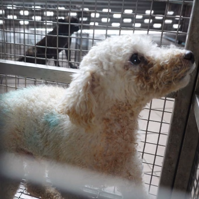 The dog, from the shelter's listing