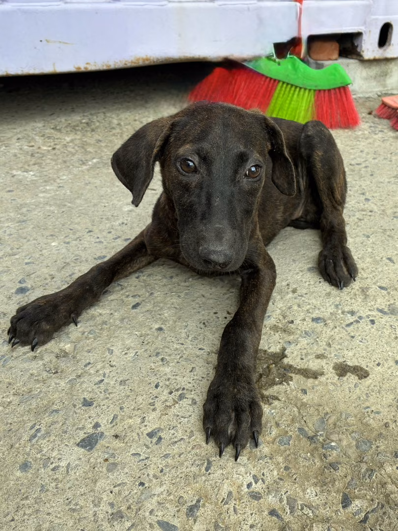 The dog, from the shelter's listing