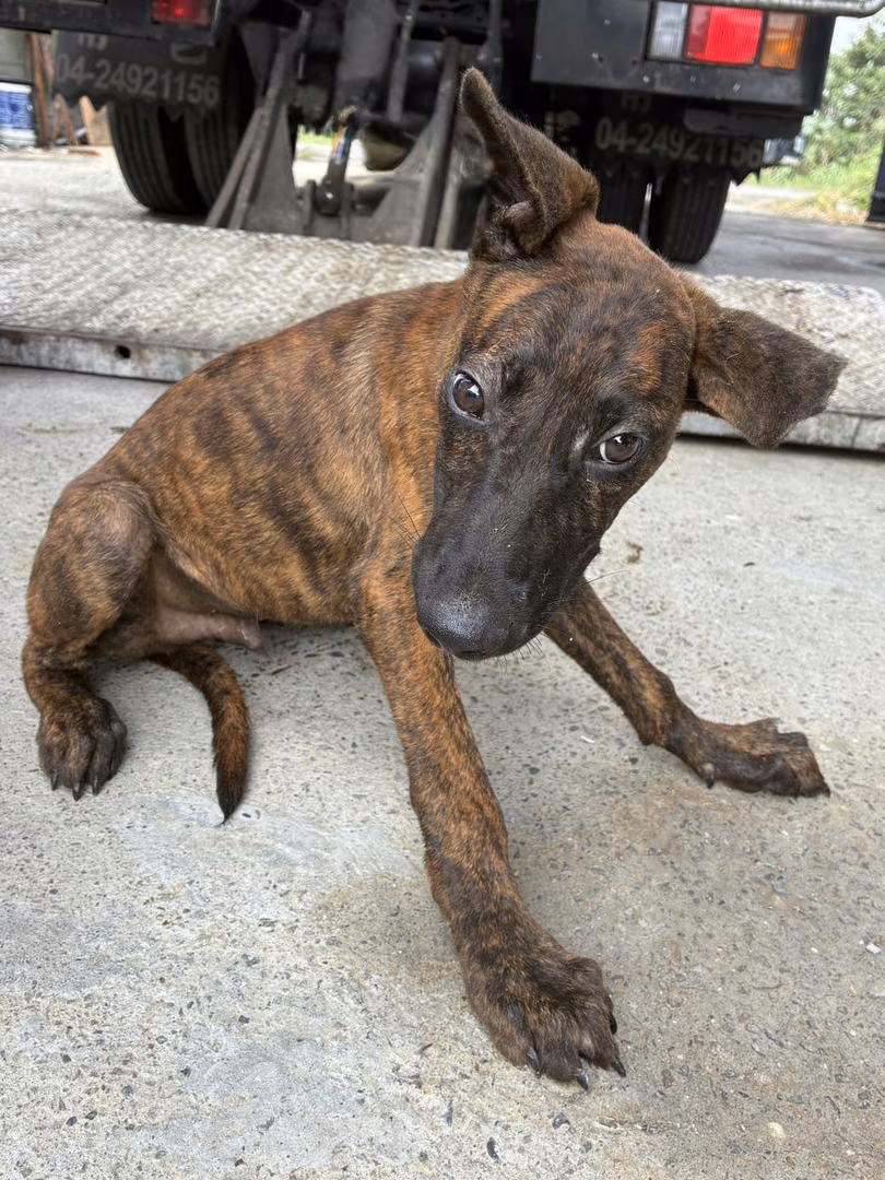 The dog, from the shelter's listing