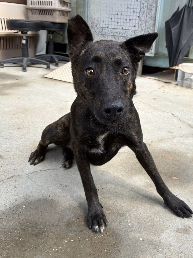 The dog, from the shelter's listing