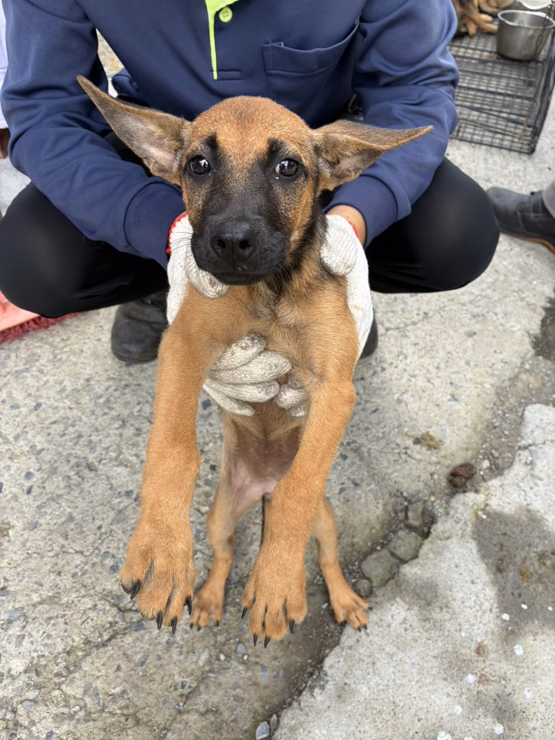 The dog, from the shelter's listing