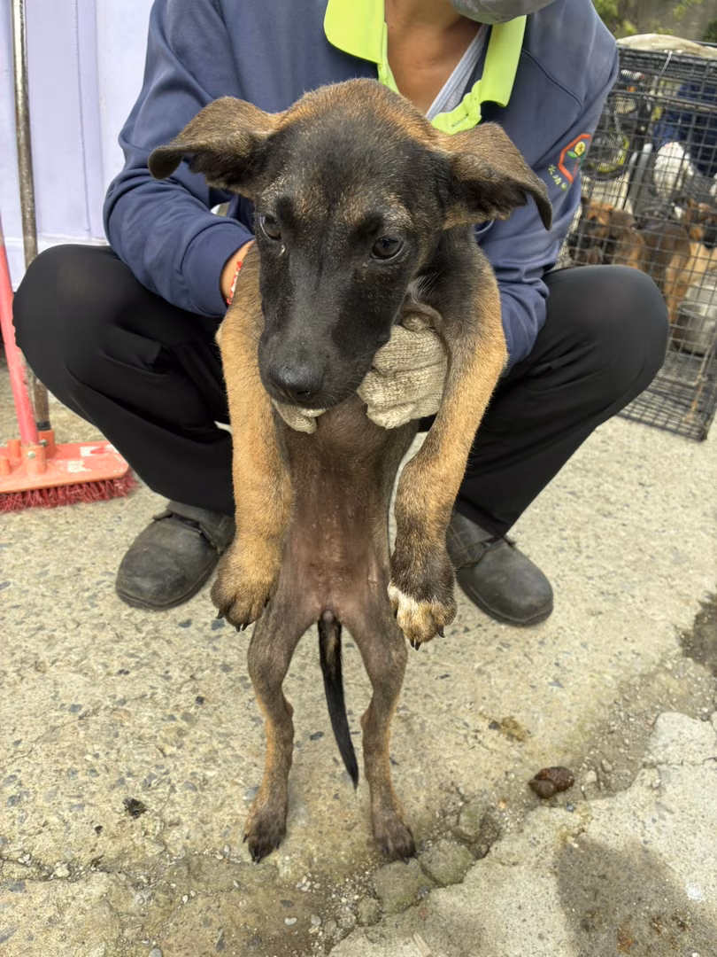 The dog, from the shelter's listing