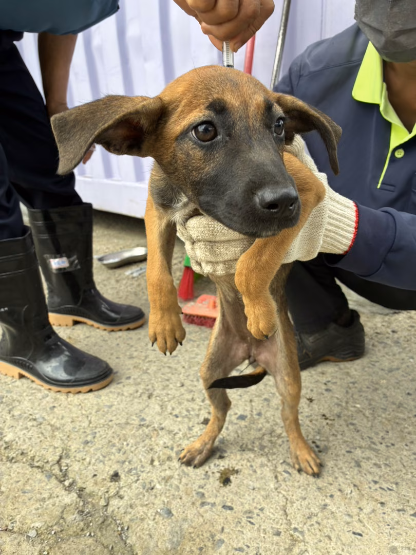 The dog, from the shelter's listing